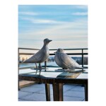 Pigeons de Southampton I & II