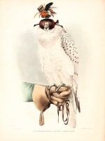 Schlegel | Traite de fauconnerie, 1844-1853