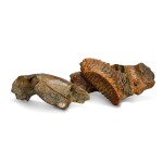 Two Mammoth (Mammuthus primigenius) teeth each on a section of jaw, Prehistoric