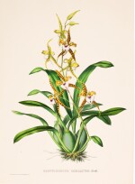 Linden, Pescatorea | Iconographie des Orchidées, 1854-1860