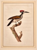 Attributed to Antoinette Pauline Jacqueline Knip | A pileated woodpecker, original watercolour and gouache drawing