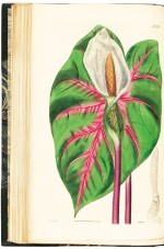 Curtis | The Botanical Magazine; or Flower-Garden Displayed, 1815-1848, 42 volumes