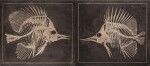 Franz Josef Steger and Carl Ernst Bock, Leipzig, Germany, 19th century | Pair of Didactic Panels Depicting the Endoskeleton of Fish