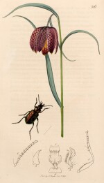 John Curtis | British entomology, 1824, 16 volumes in 8