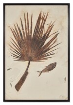 Fossil Palm Frond with Fish — Green River Formation