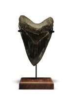Megalodon Shark Tooth — Georgia