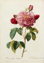 Pierre-Joseph Redouté and Claude-Antoine Thory | Les roses, 1817-24, 3 volumes, red half morocco gilt