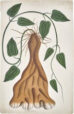 A large illustration of a yam plant (Dioscorea Sativa), possibly from the collection of Major James Nathaniel Rind, India, Company School, Calcutta, circa 1800