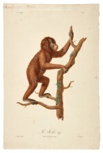  Jean-Baptiste Audebert | Histoire naturelle des singes. Paris, 1797-[1800], in the original parts, fine illustrations of primates