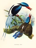 Sharpe. A Monograph of the Alcedinidae: or, Family of Kingfishers. 1868-1871. The author's copy.