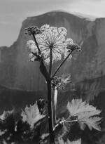 ‘Flower, Half Dome, Yosemite Valley’ (Cow Parsnip)