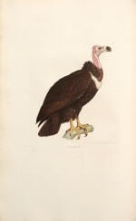 Coenraad Temminck | Nouveau recueil de planches coloriées d'oiseaux, 1838, 5 vols, contemporary half calf
