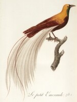 Audebert and Viellot | Oiseaux dorés ou a reflets métalliques, Paris, 1802, 2 volumes, contemporary russia