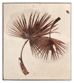 EXTREMELY RARE DOUBLE FOSSIL PALM FROND