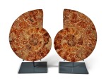 A Very Large Split Ammonite
