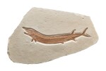 Rare Fossil Rayfish