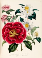 Jane Loudon | The ladies' flower-garden of ornamental annuals [with related works], 1843-49, 6 vols, green calf gilt