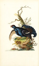 Donovan | The Natural History of British Birds. London, 1799-1819, 10 volumes