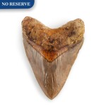 The Tooth Of A Megalodon