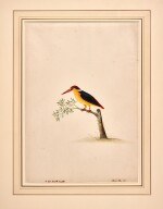 Eleazar Albin | A black-backed kingfisher, watercolour drawing