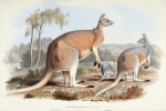 John Gould | A monograph of the Macropodidae, or family of kangaroos, 1841-1842, 2 volumes