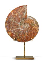 An Ammonite