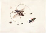 Study of seven insects