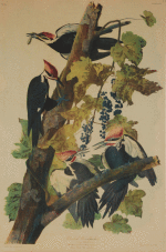 Pileated Woodpecker (Plate 257)