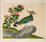 Indo-Chinese school | The Begum's Book of Birds, eighteenth century, contemporary silk binding