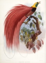 Daniel Giraud Elliot | A monograph of the paradiseidae, or family of birds of paradise, 1873
