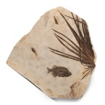 Fossil Palm Frond with Fish