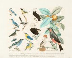 ALOYS ZÖTL | STUDY OF BIRDS AND GUAVA