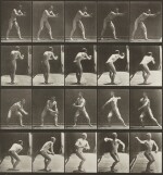Selected Images (from Animal Locomotion)