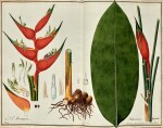 Hortus botanicus, [Vienna, c.1810-1820], 17 volumes of botanical watercolours, contemporary quarter morocco