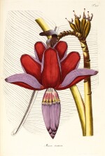 Jacquin | Plantarum rariorum Horti Caesarei Schönbrunnensis descriptiones et icones. 1797–1804, 4 volumes