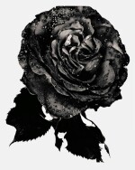 'Black Rose', 1993
