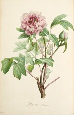 Aimé Jacques Alexandre Bonpland | Description des plantes rares cultivées à Malmaison et à Navarre, Paris, 1813