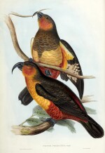 John Gould | The birds of Australia [suppressed parts], 1837-1838