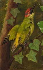 Study of a green woodpecker