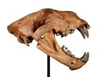 Extinct American Lion Skull