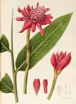 William Roscoe | Monandrian Plants of the Order Scimitaneae, Liverpool, [1824-]28, modern green half morocco