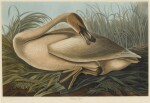 Trumpeter Swan, Young (Plate CCCLXXVI)