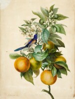A branch of Orange Blossom, with a Bee-Eater