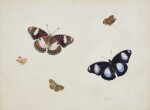Study of five Butterflies