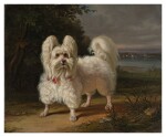 Maltese dog standing in a landscape