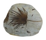 A FOSSIL PALM FROND WITH FISH