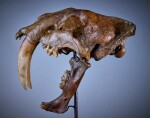 Saber-Toothed "Tiger" Skull