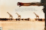 Giraffes in Mirage on the Taru Desert, Kenya, 1960