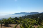 Ridge Santa Cruz Mountains, 11 vintages