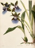Conrad Loddiges and Sons | The botanical cabinet, London, 1818[-1832], 19 vols (of 20), contemporary calf gilt